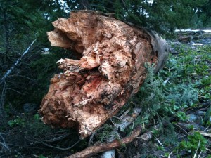 The fallen log