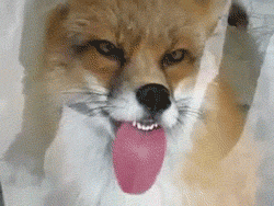 Fox licking a window